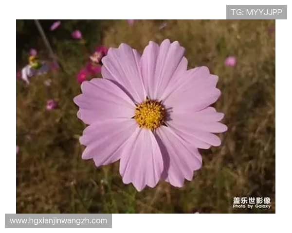 皇冠棋牌娱乐支持多设备同步登录方便随时随地娱乐